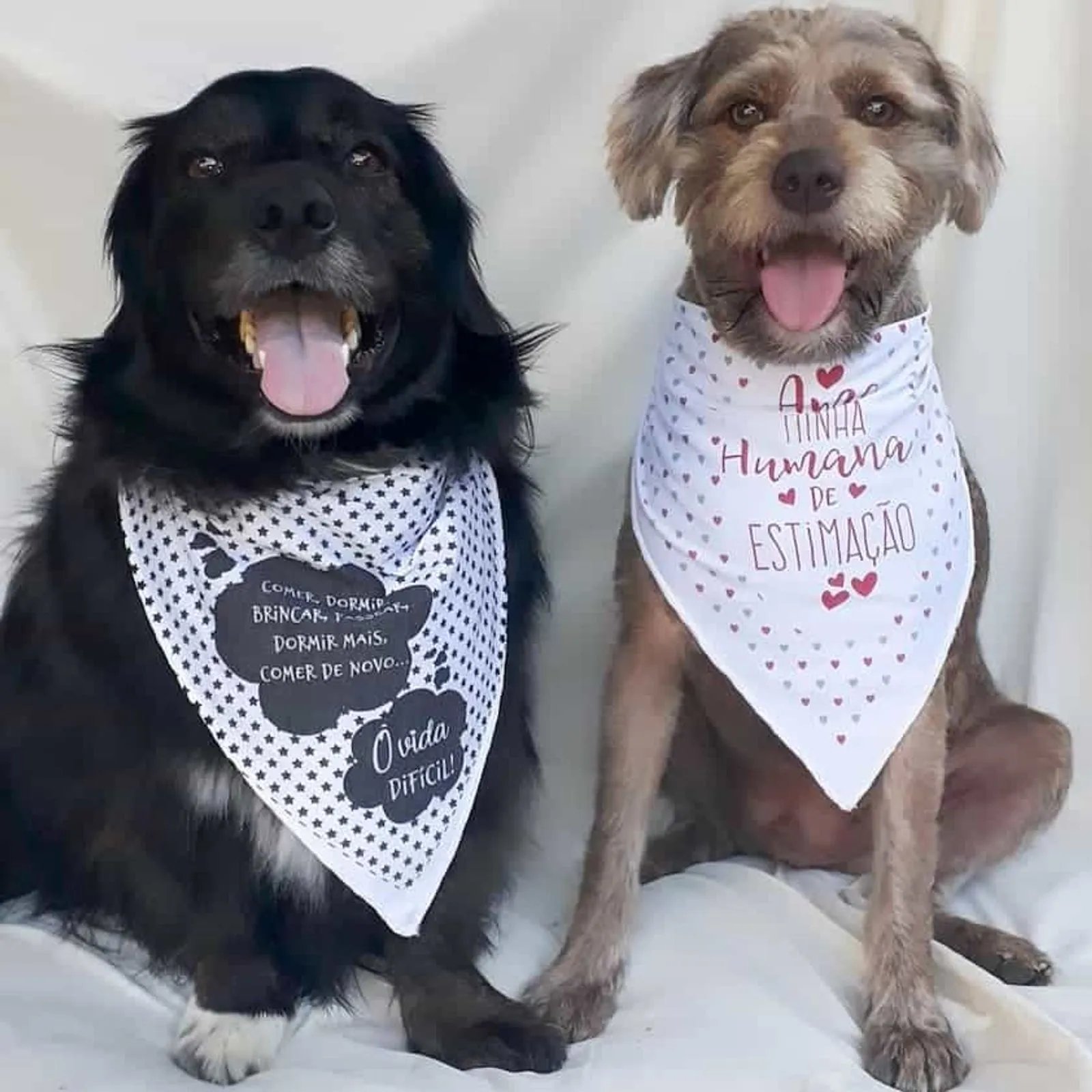 Bandana Para Cães e Gatos Promovido a Irmão Mais Velho | Pot Pet