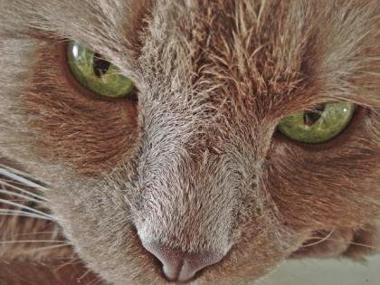 Como Espantar Gatos Casadosrepelentes como espantar gatos casadosrepelentes