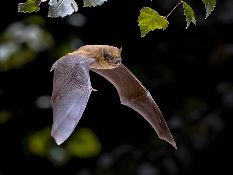 Entenda o que atrai os morcegos a sua casa | casadosrepelentes