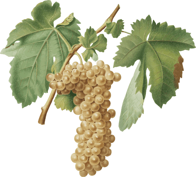 trebbiano-grape6-1