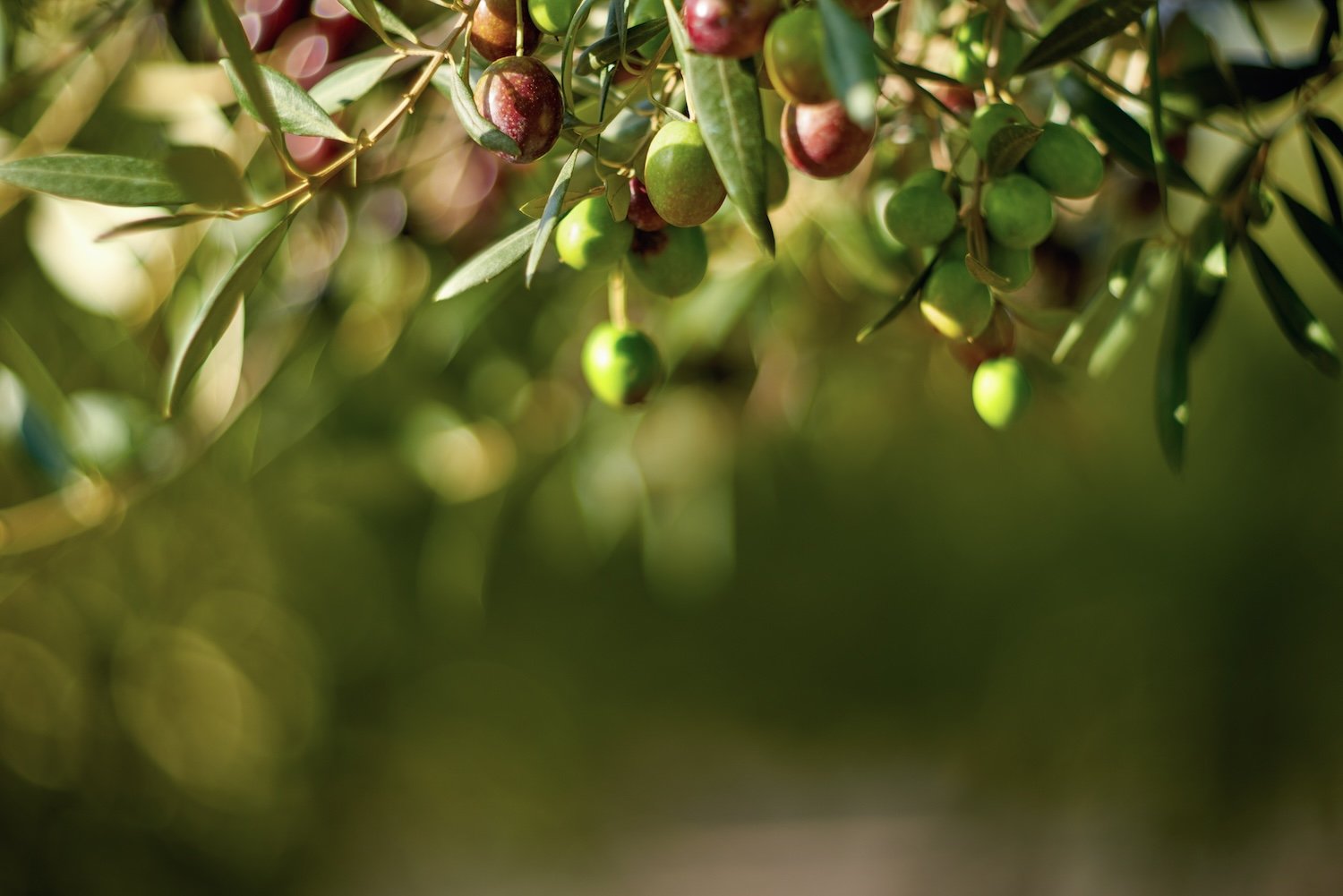 olive-fruits-branch
