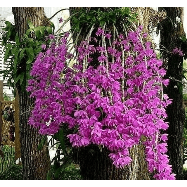 Dendrobium Anosmum Tipo Gigante | Solar das Orquídeas