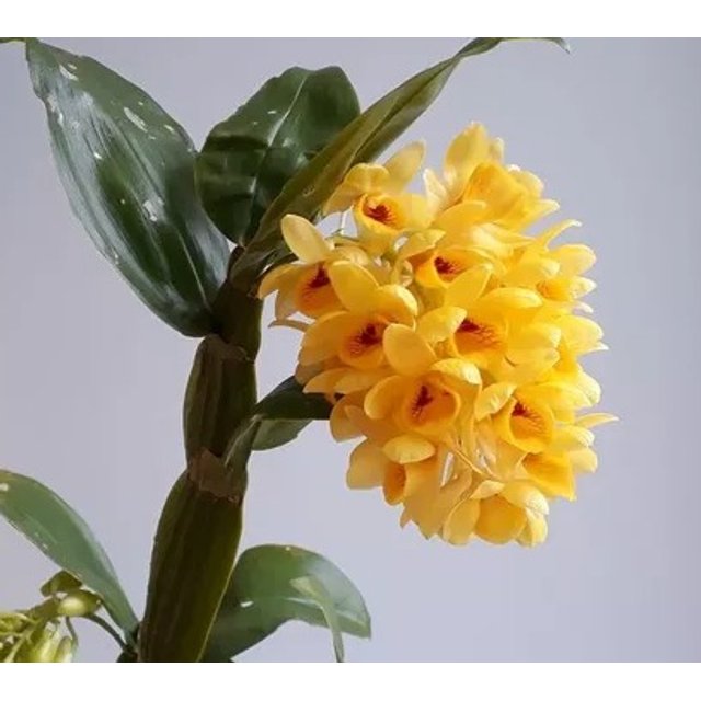 DENDROBIUM SULCATUM - muda | Solar das Orquídeas