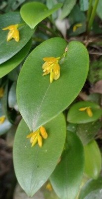 ACIANTHERA LUTEOLA | Solar das Orquídeas