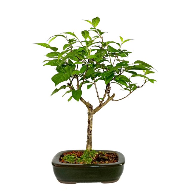 Bonsai Cereja Flor Sakura Rosa 04 anos 1304-12 | Loja Ideal Bonsai Bonsai Cereja Flor Sakura Rosa 04 anos 1304-12 | Loja Ideal Bonsai