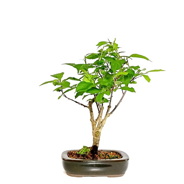 Bonsai Cereja Flor Sakura Rosa 04 anos 1304-08 | Loja Ideal Bonsai Bonsai Cereja Flor Sakura Rosa 04 anos 1304-08 | Loja Ideal Bonsai