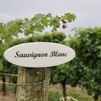 Você conhece a Sauvignon Blanc? Casta Branca Sinônimo de Leveza e Versatilidade