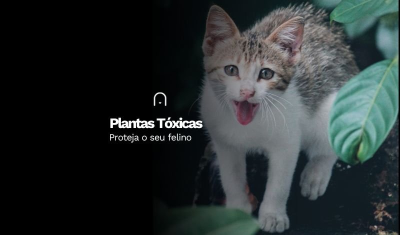 Plantas Tóxicas para os  Gatos - Proteja Seu Felino. 