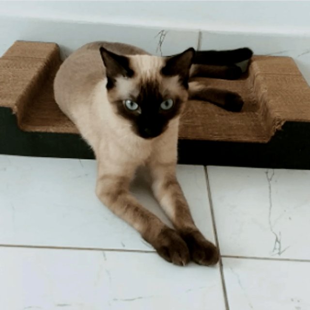 Arranhador de papelão para gatos | Clássico Preto