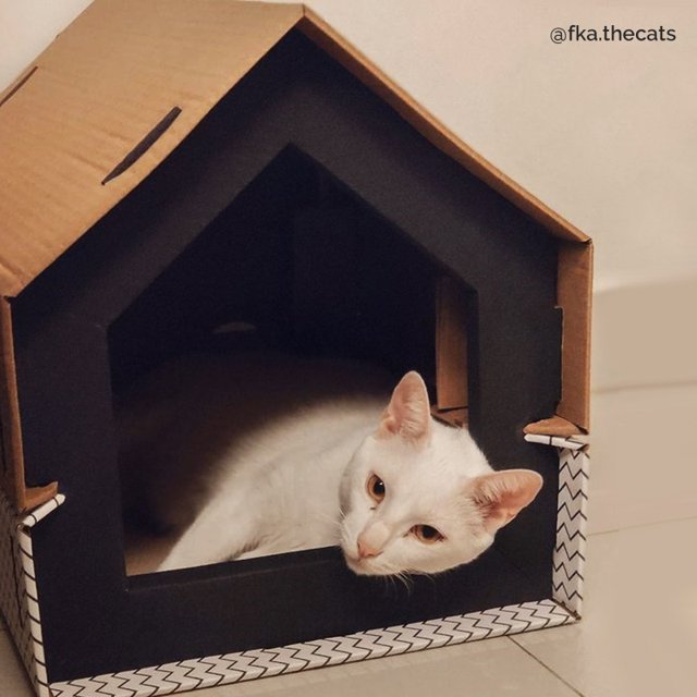 Casa para Gatos em Papelão com Arranhador | UAUhaus Roma