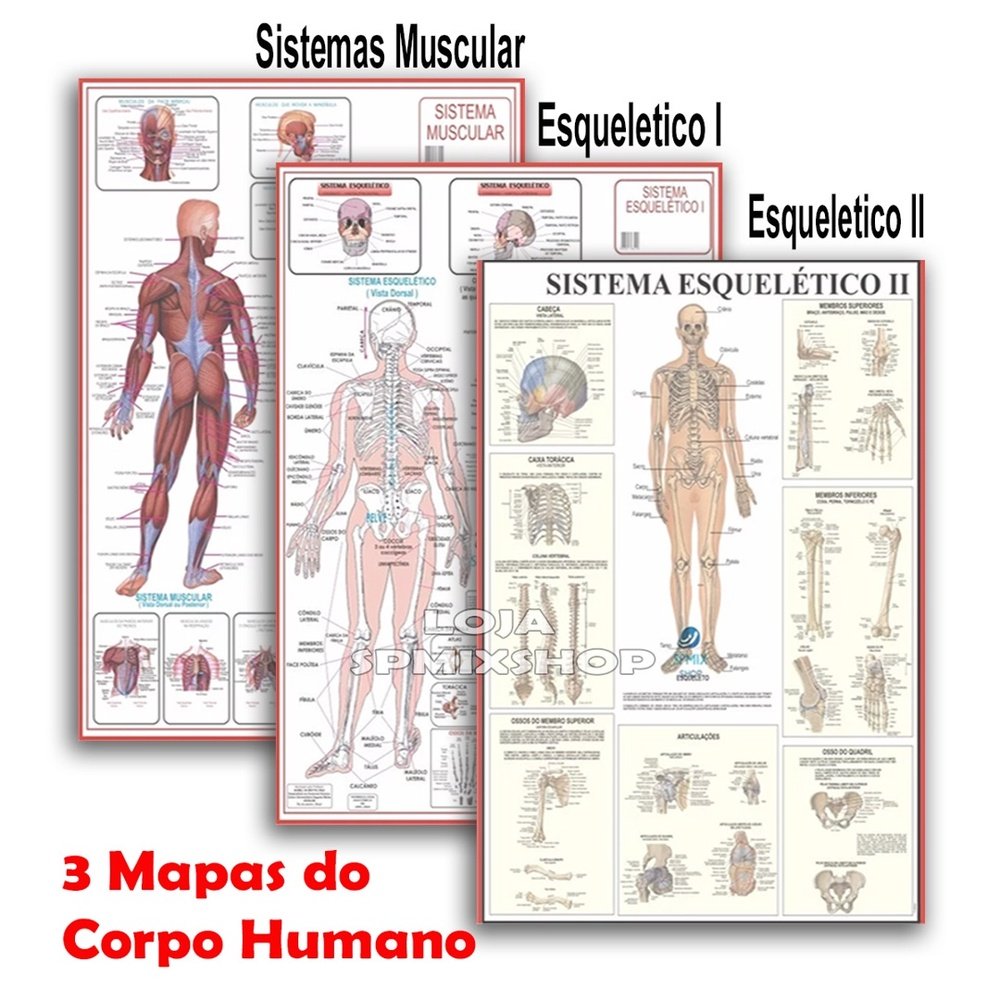 Kit 3 Mapas - Sistema Muscular - Esquelético 1 - Esquelético 2 ...