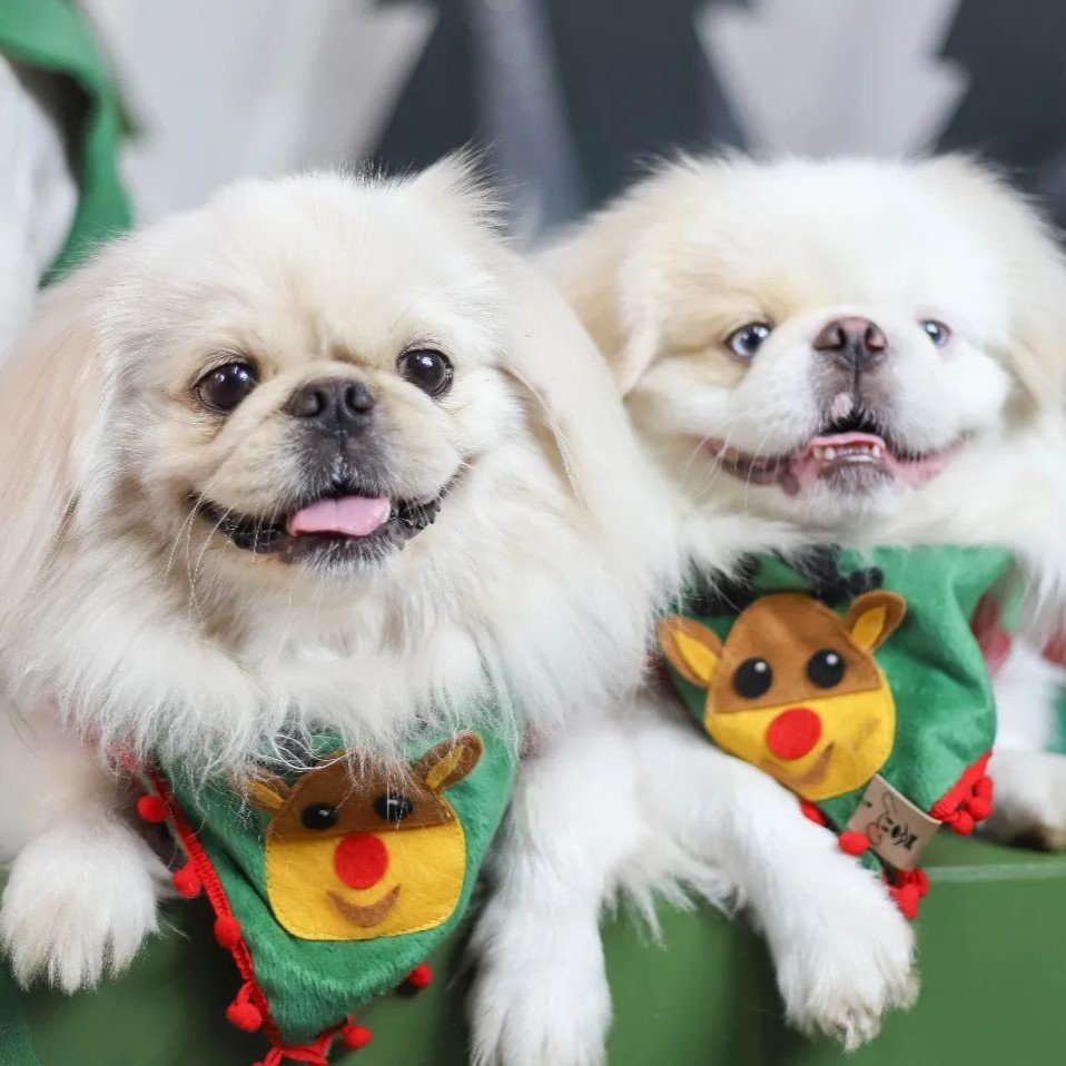 Bandana para pet Rena de natal pelúcia Verde com pompom | Animaliê