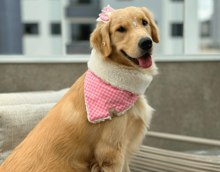 Bandana para pet Xadrez Rosa Carneirinho