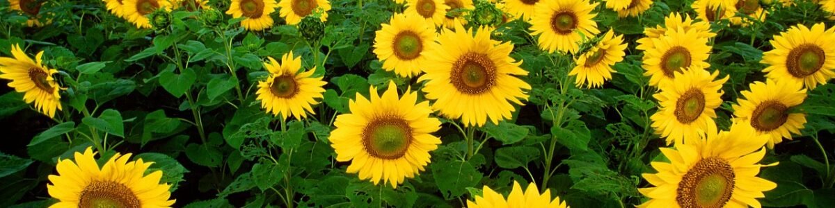 Flores de verão para jardim: as 7 melhores para a estação mais quente do ano