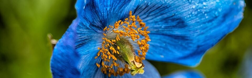 Flores azuis naturais – elas existem! Conheça 6 espécies
