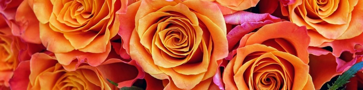 Conheça 10 flores coloridas e fedorentas; uma delas é do Brasil