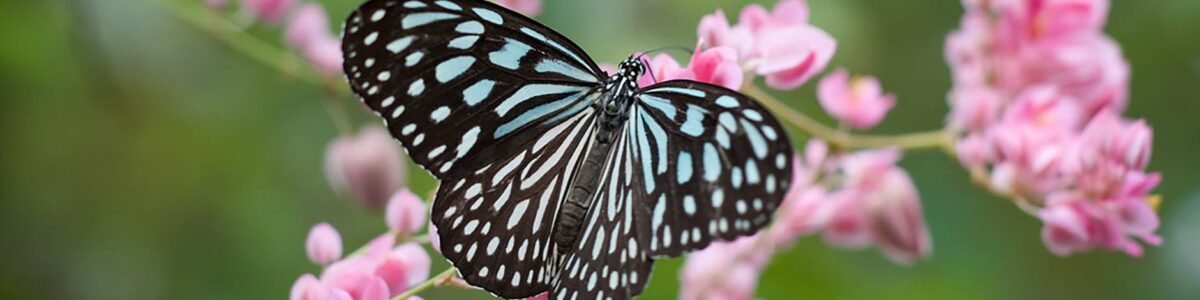 Flores que atraem borboletas: conheça 10 espécies