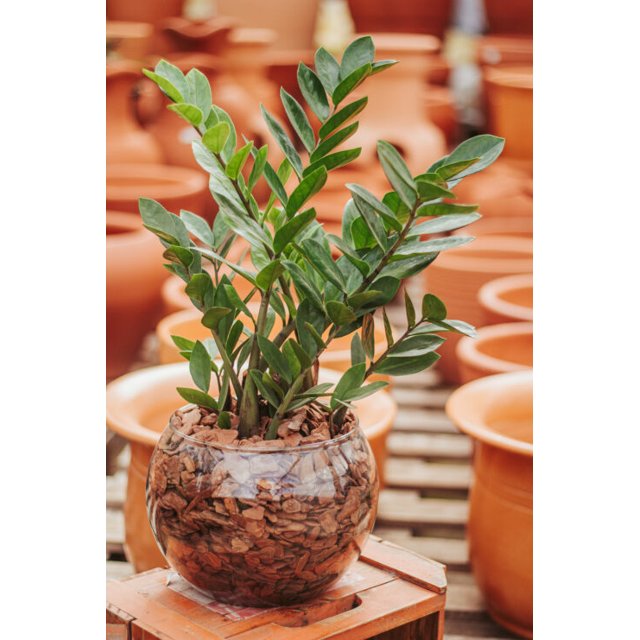 Zamioculca no Vaso de Vidro | Winterflor