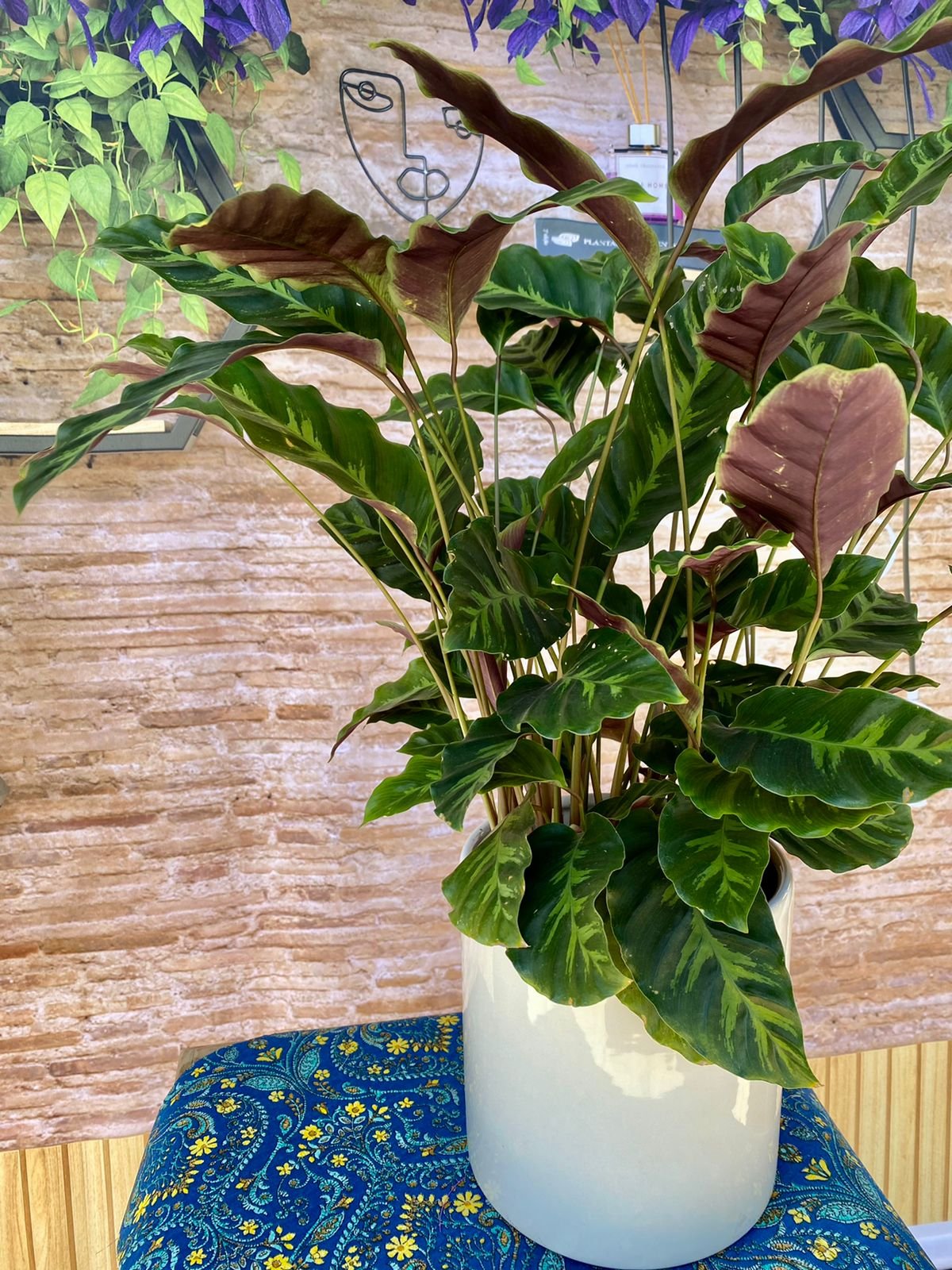 ご注文　マランタ Maranta p17 | Winterflor