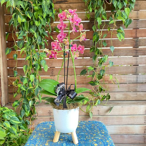 orquidea-mana-cachepo