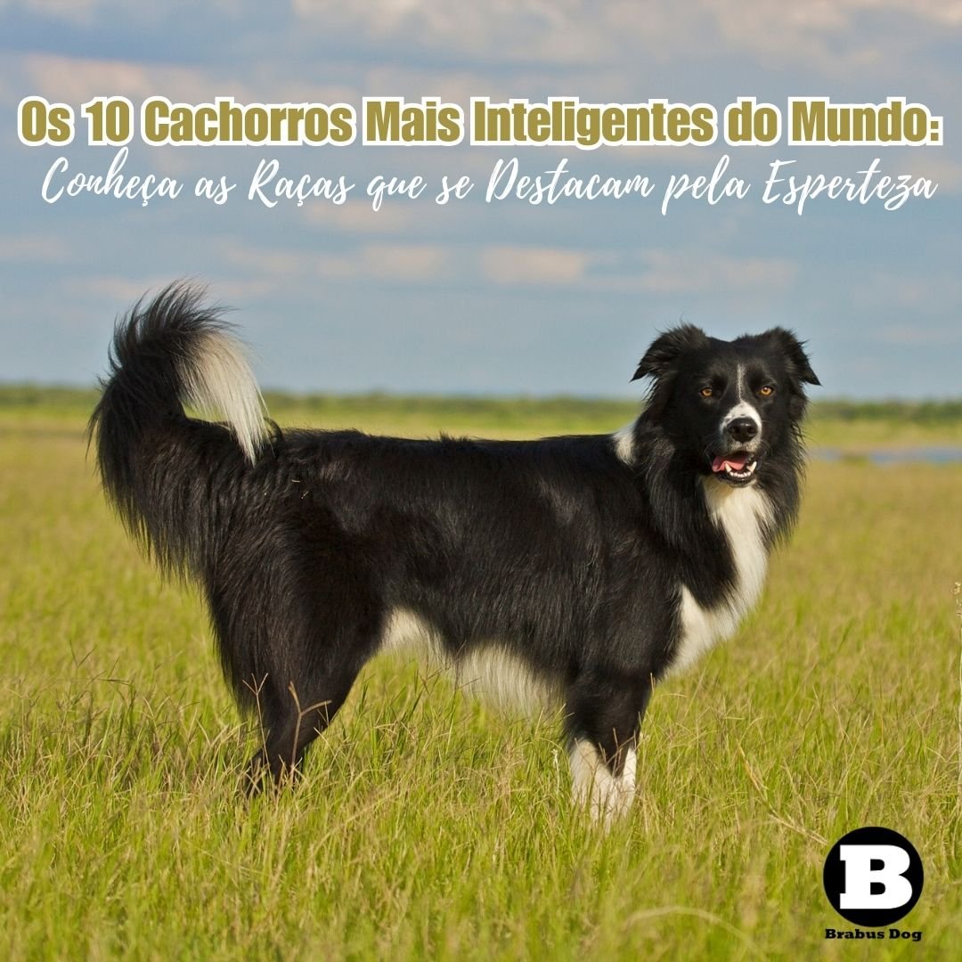 Os 10 Cachorros Mais Inteligentes do Mundo: Conheça as Raças que se ...