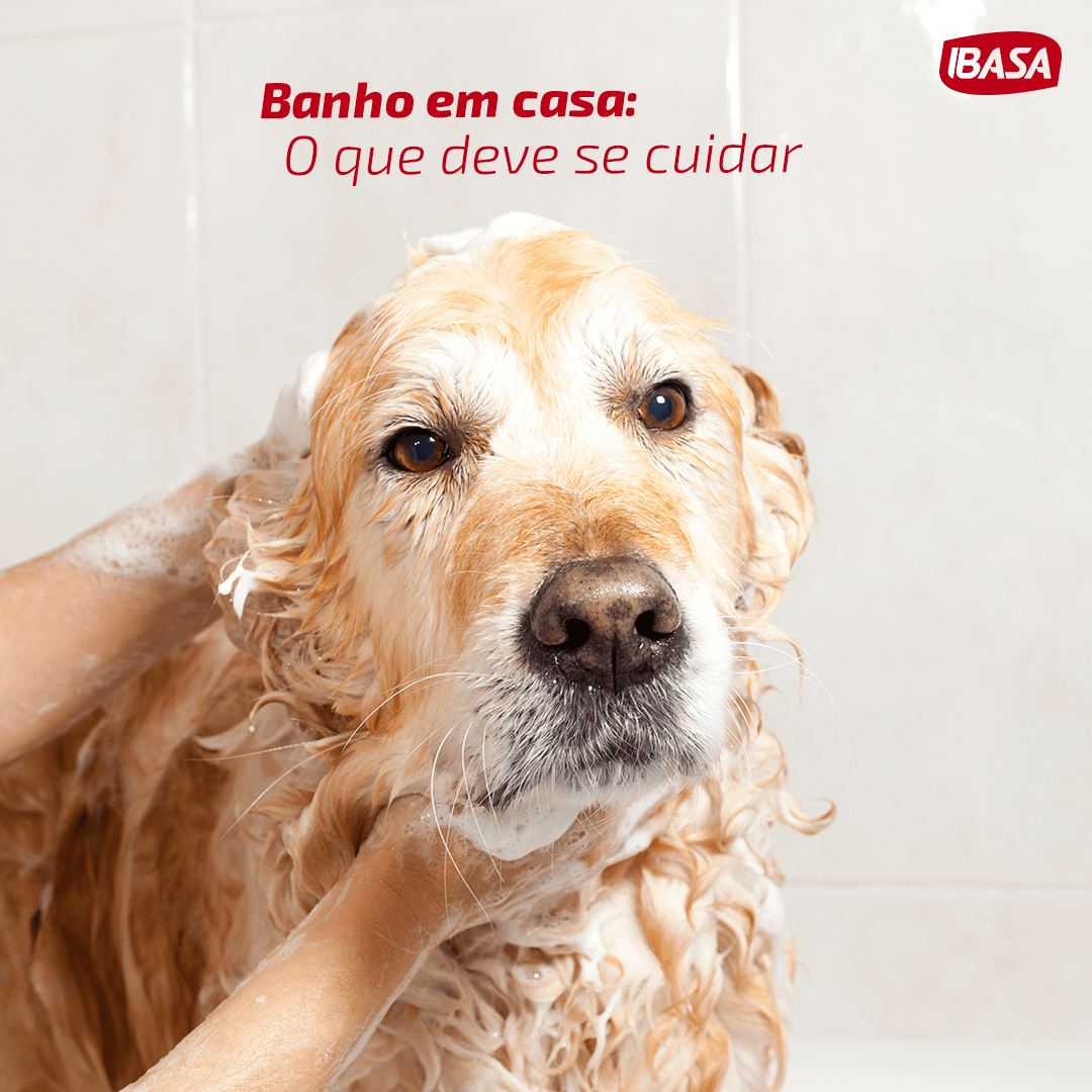 Banho em casa: dicas para facilitar a higienização dos pets