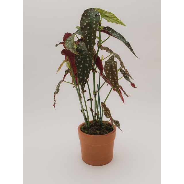 Begonia maculata | Prisco Galeria
