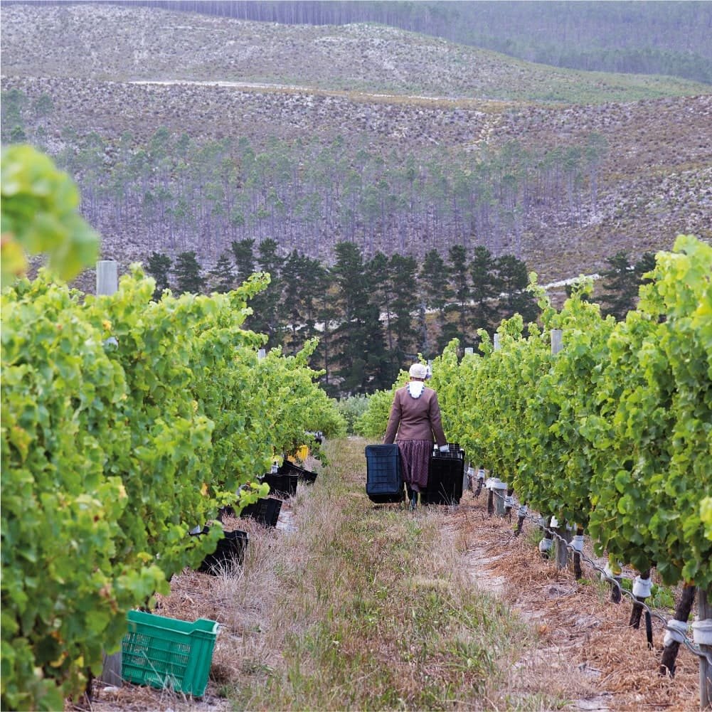 vm-vinhos-produtor-ionavineyards-1