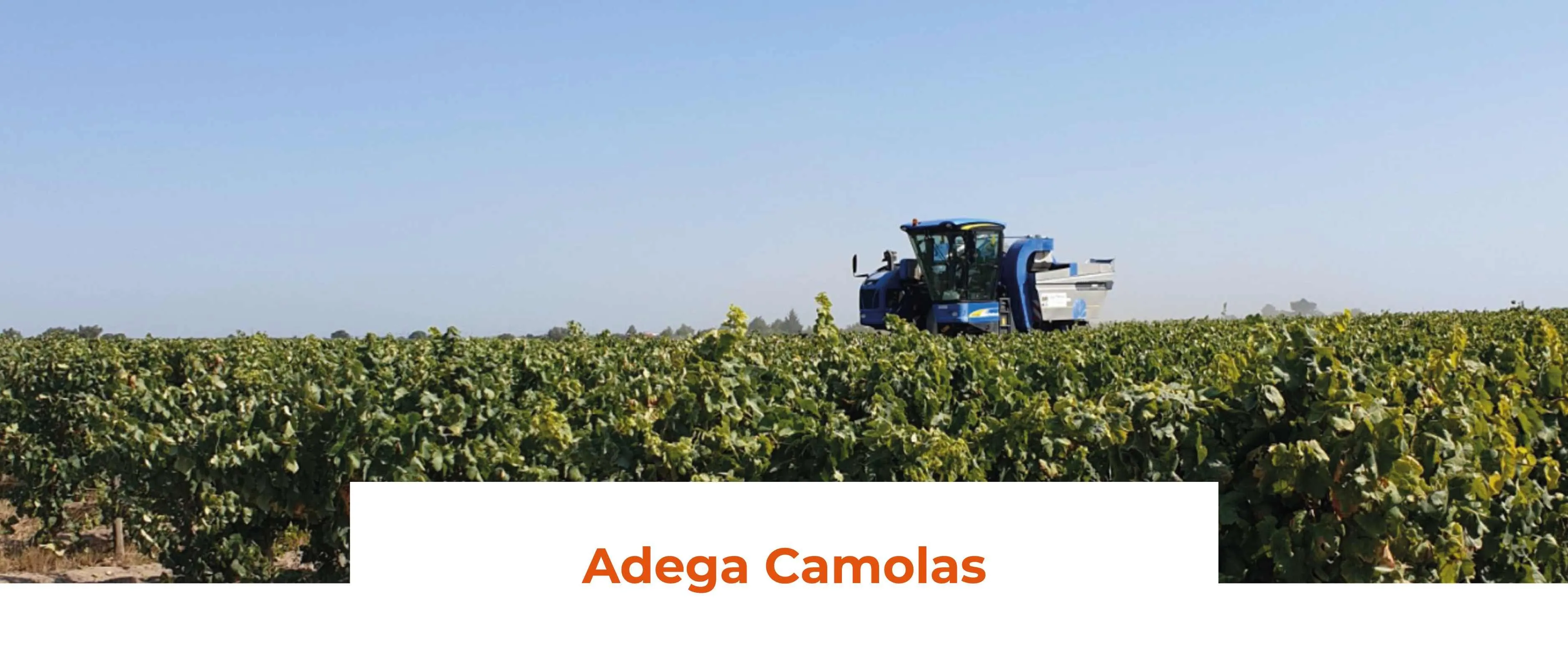 vmvinhos-wine cellar-camolas-1-wine cellar-camolas-17-compressed