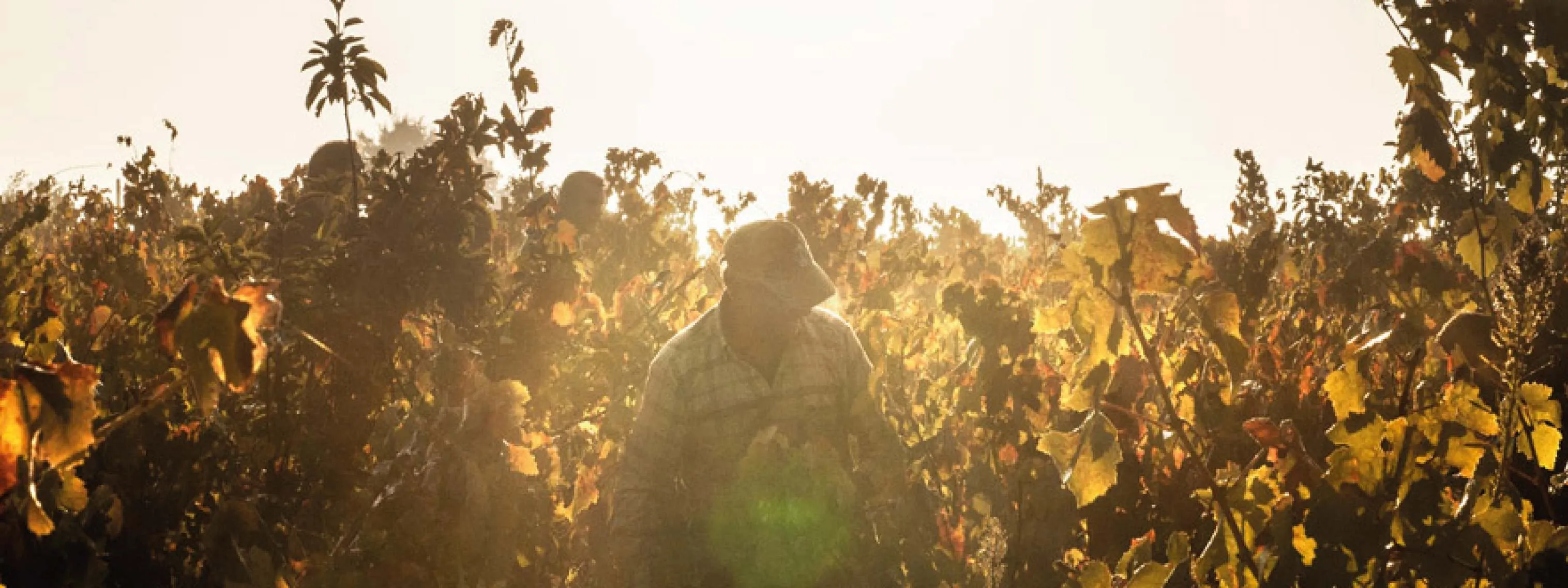 vmvinhos-cellarcamolas-3