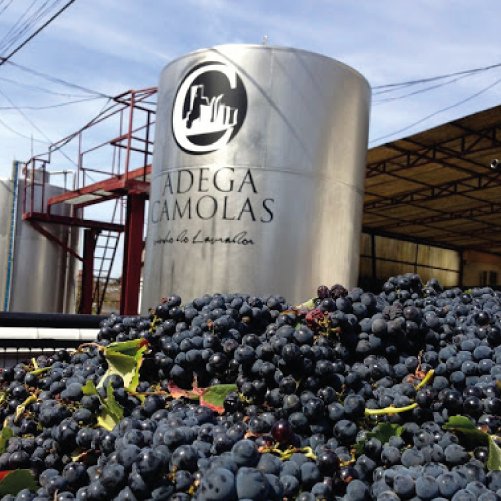 vmvinhos-cellarcamolas-6