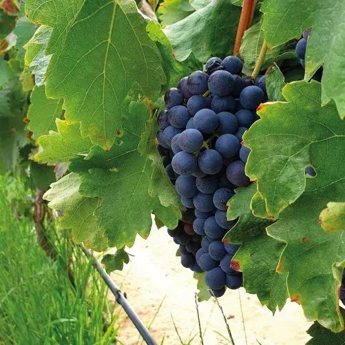 vmvinhos-cellarcamolas-7