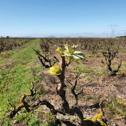 vmvinhos-cellarcamolas-8