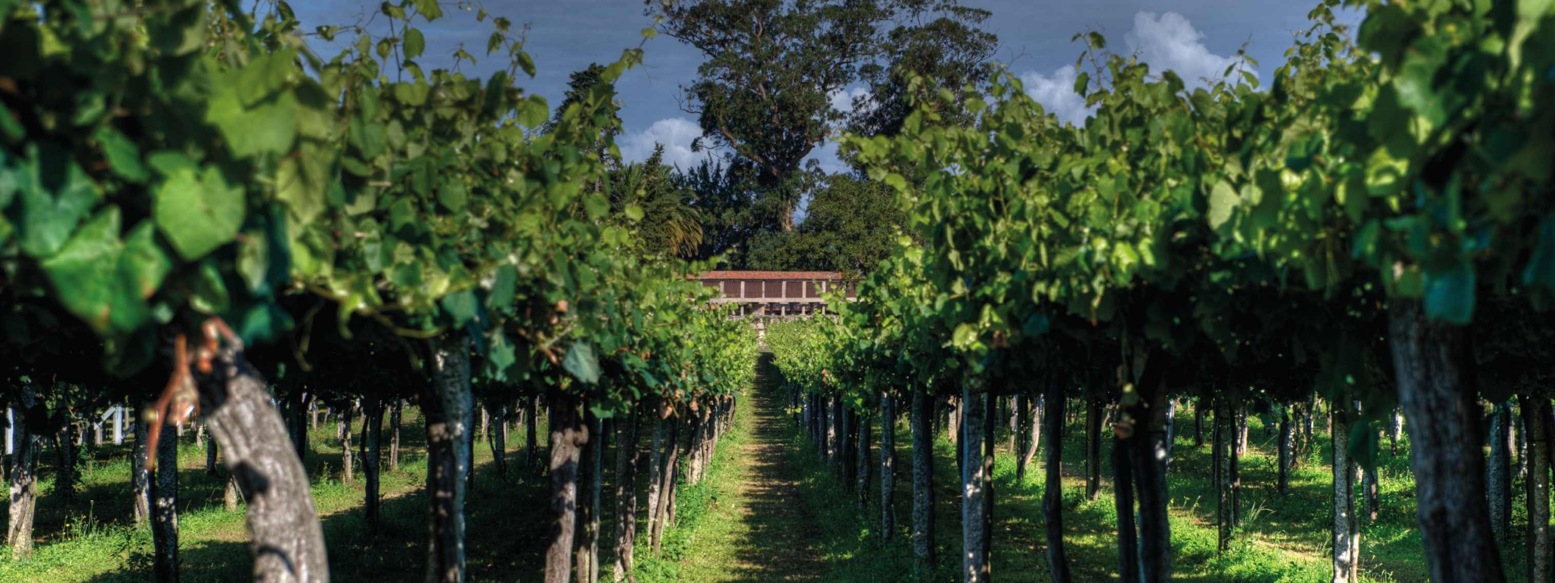 vmvinhos-castromartin-3