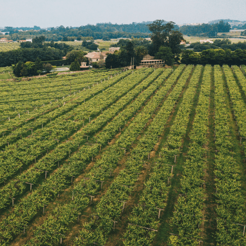 vmvinhos-castromartin1