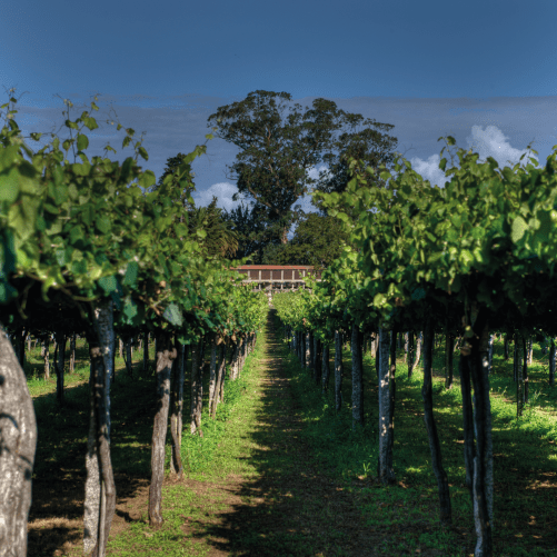 vmvinhos-castromartin3