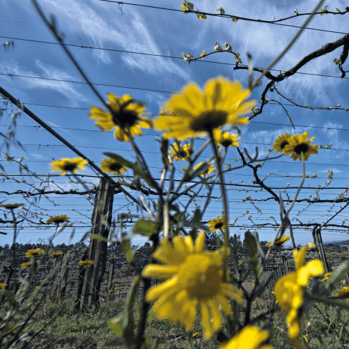 vmvinhos-castromartin4