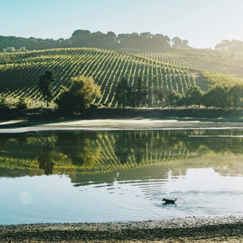 vmvinhos-cline-cellars-6