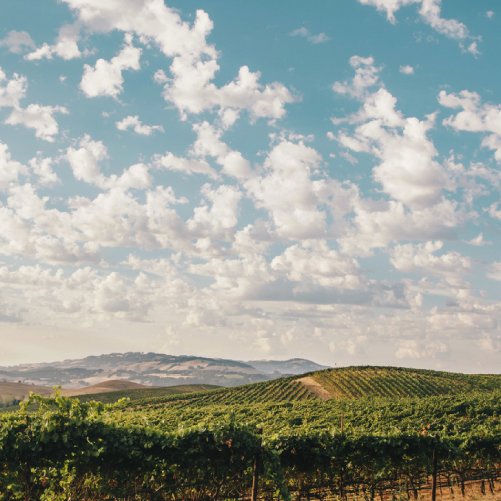 vmvinhos-cline-cellars-7