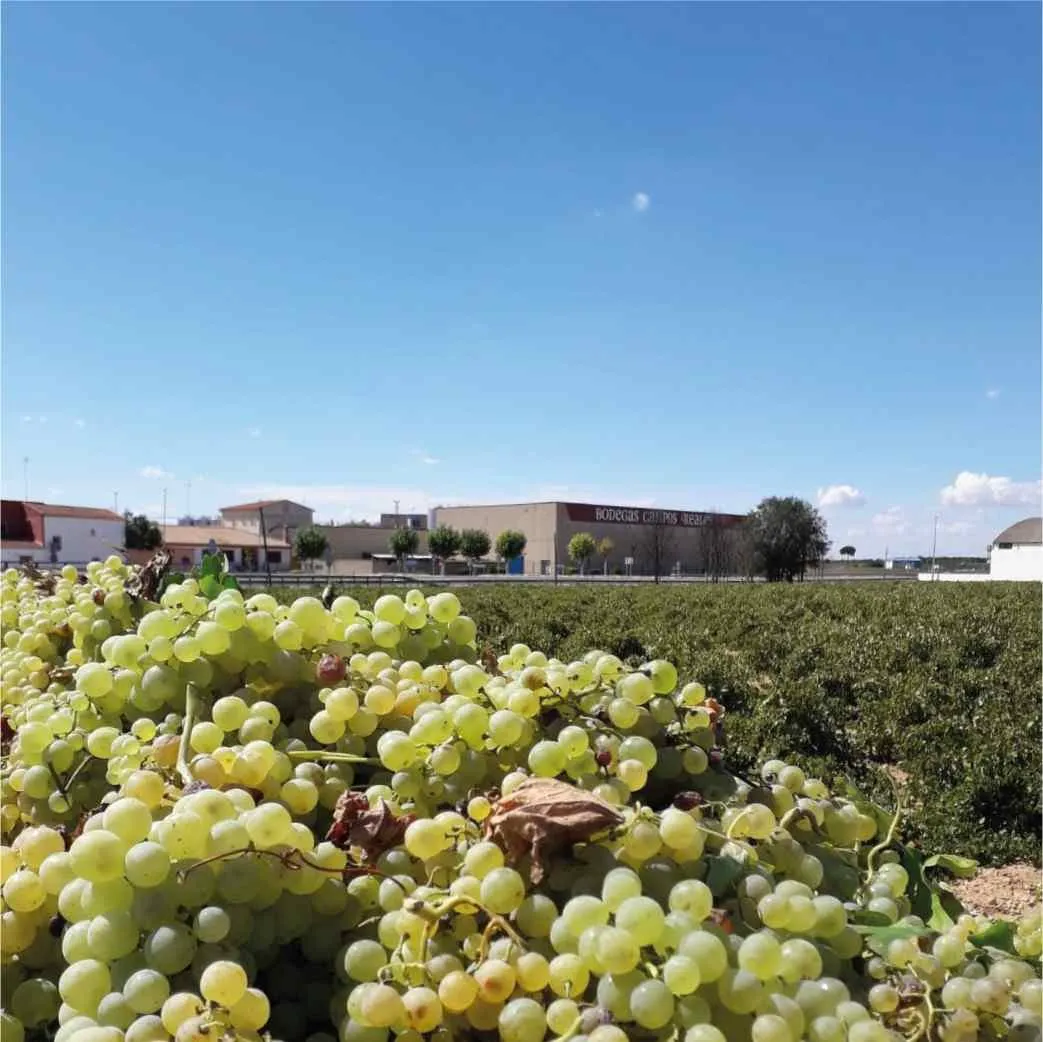 vmwines-spain-campos-reales-2-1