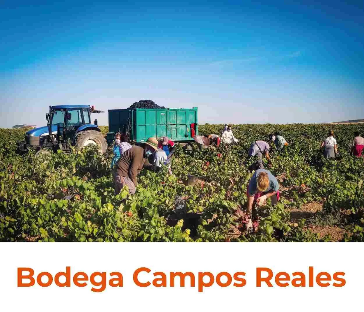 vmwines-spain-campos-reales-2