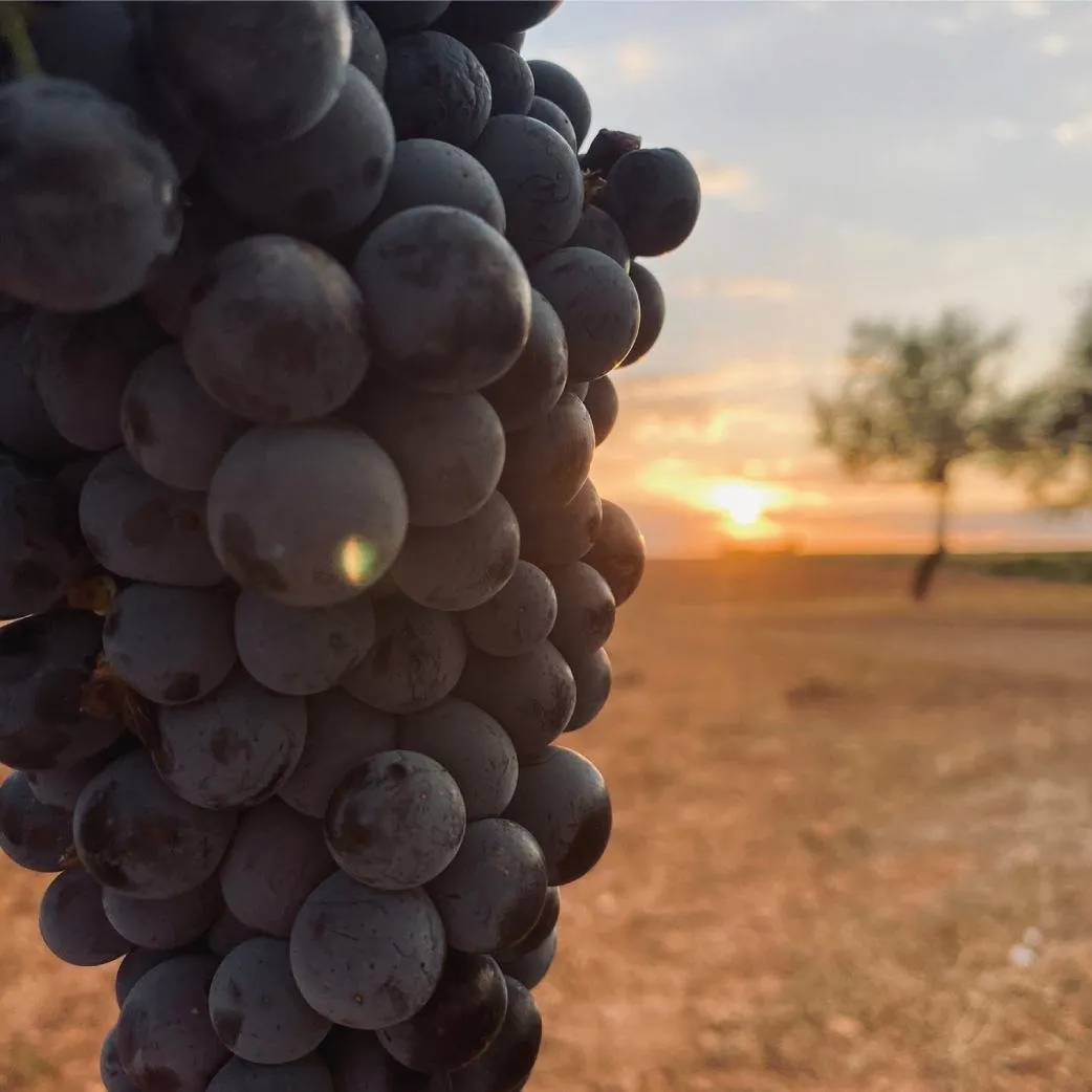 vmwines-spain-campos-reales-3