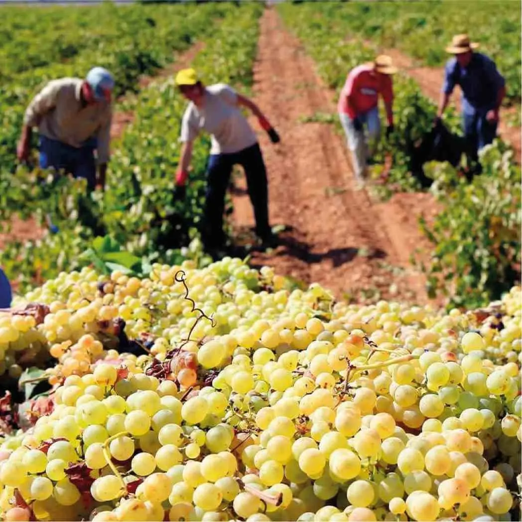 vmwines-spain-campos-reales-4