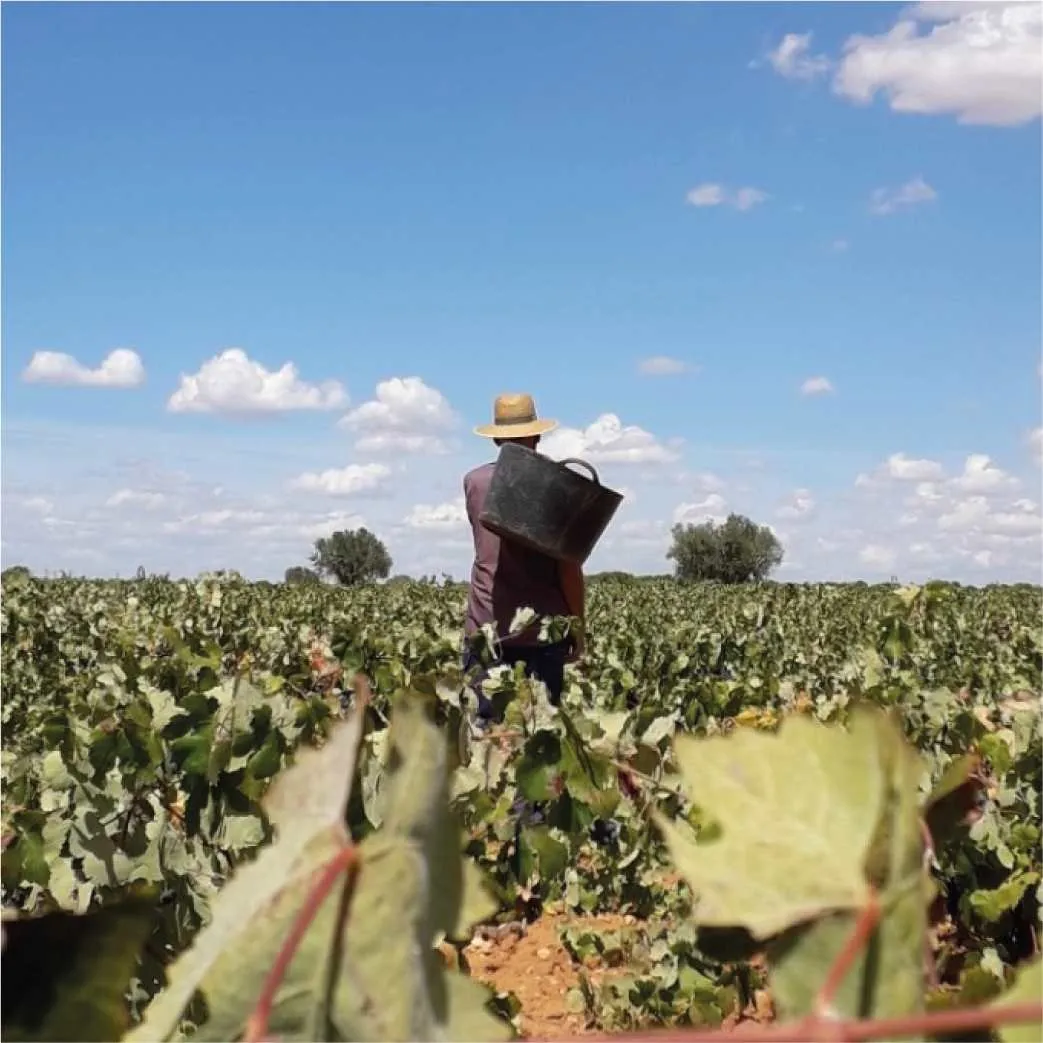 vmwines-spain-campos-reales-5