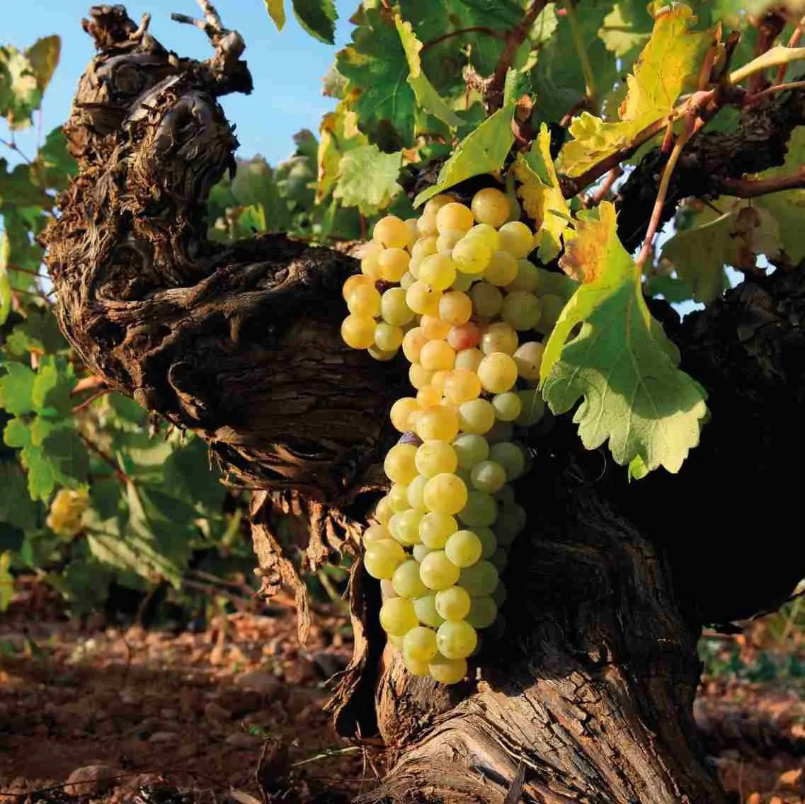 vmwines-spain-campos-reales-6