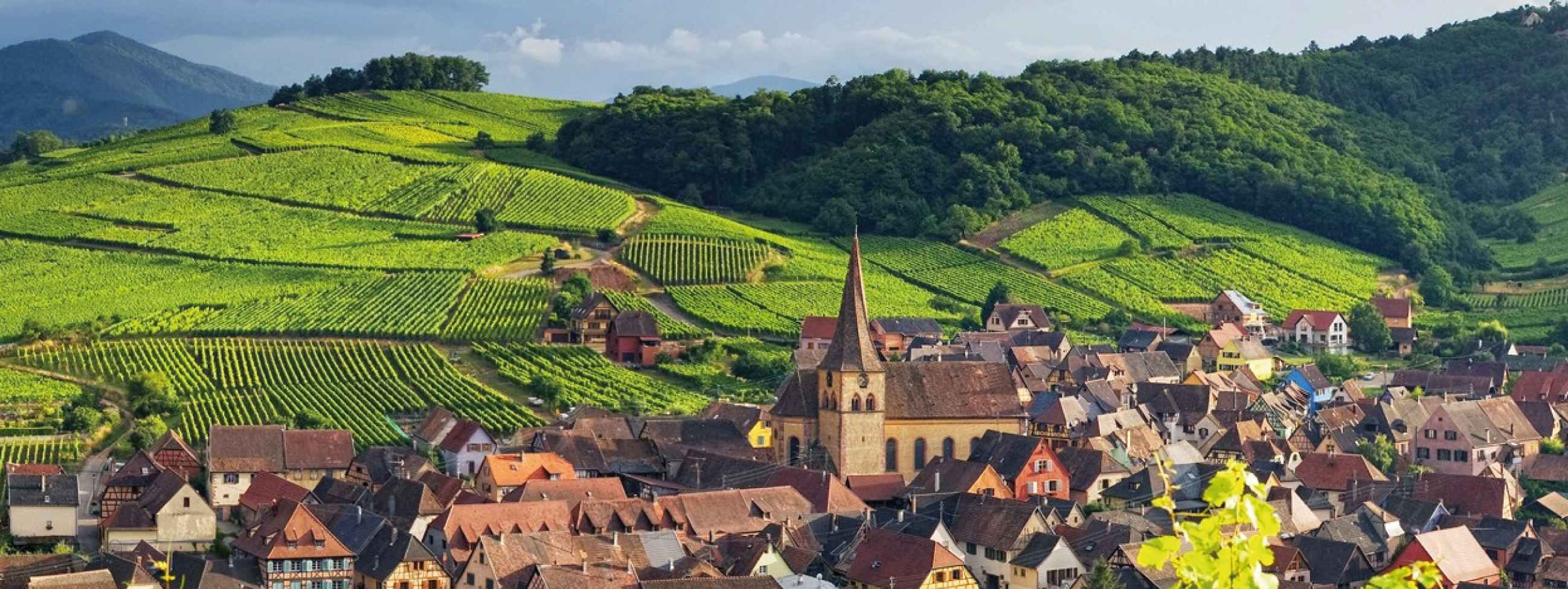 Vinhos Henri Kieffer Alsácia França | VM Vinhos | VM Vinhos