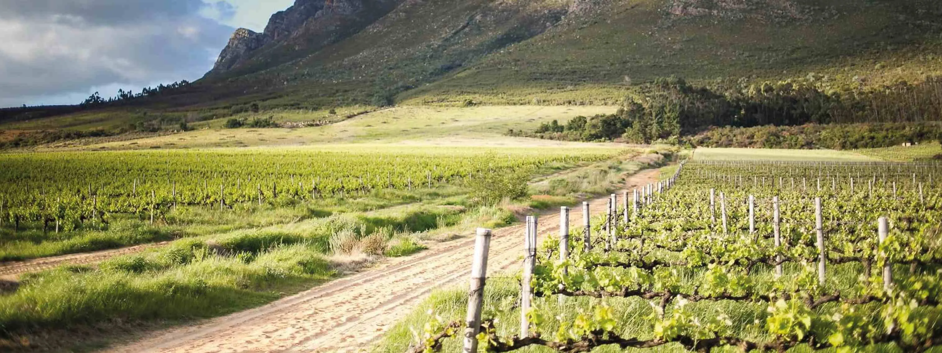 vmvinhos-paulcluver-3