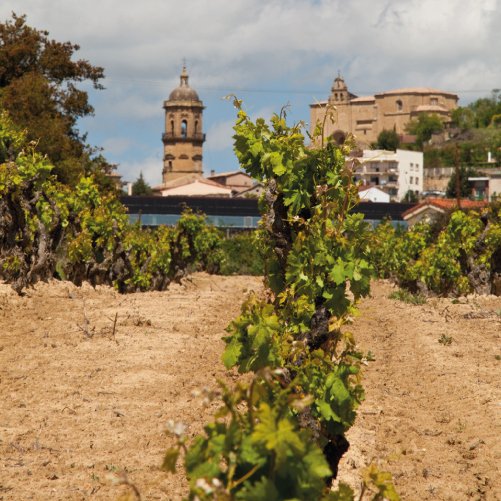 vmvinhos-senoriodearana2