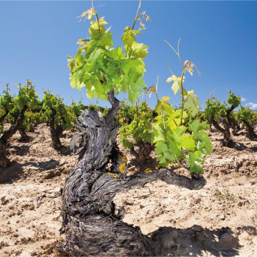 vmvinhos-senoriodearana3