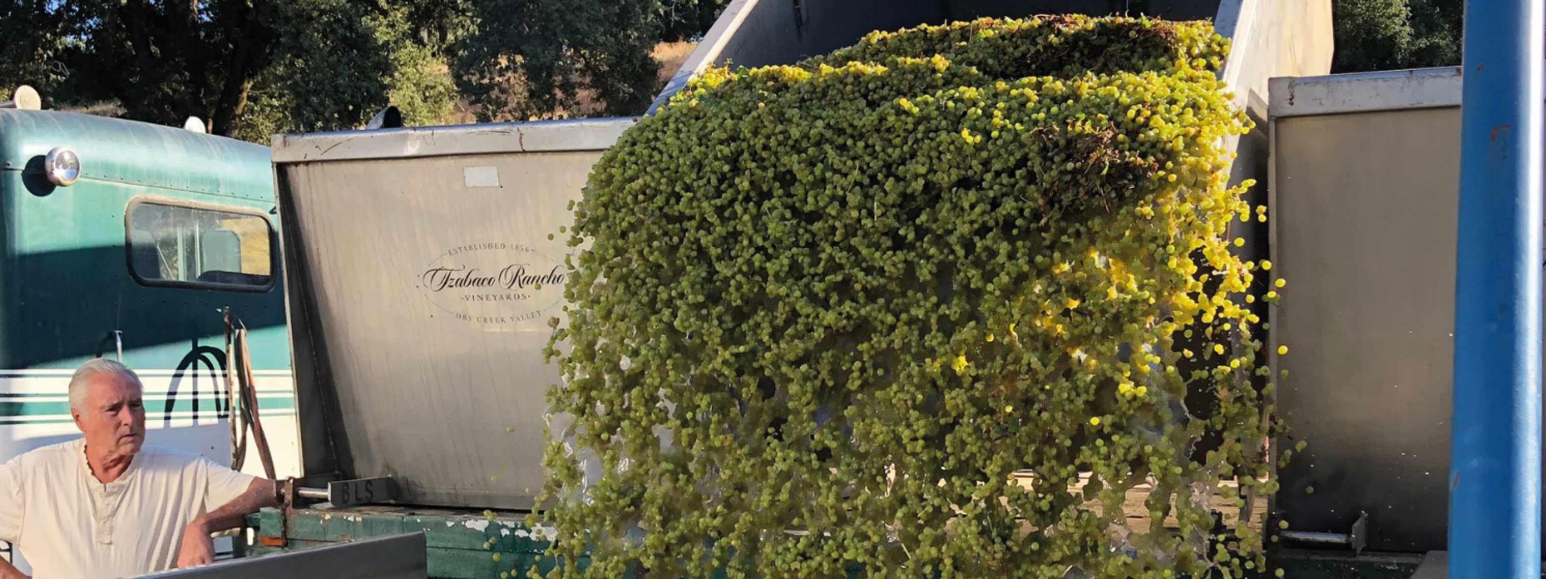 vmvinhos-shareasplash-2